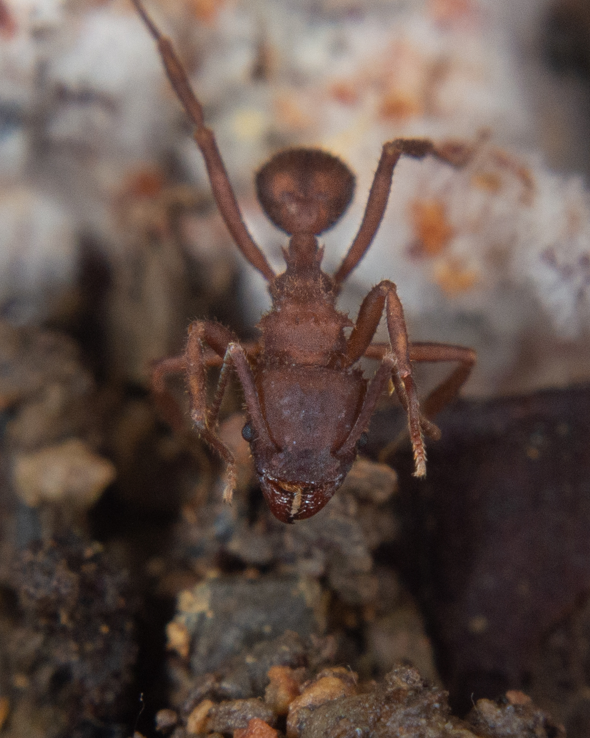 Trachymyrmex pakawa
