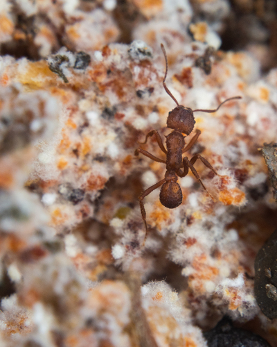 Trachymyrmex pakawaTrachymyrmex pakawa