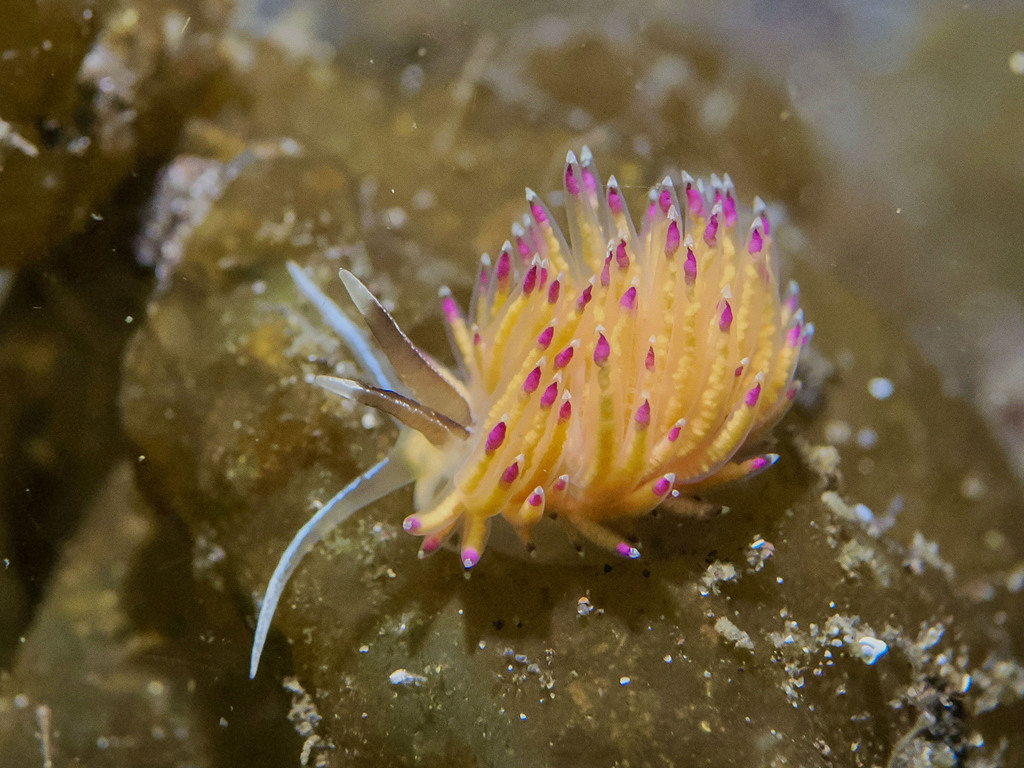 Favorinus pacificus