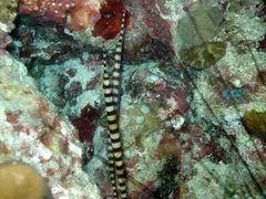 Dunckerocampus dactyliophorus