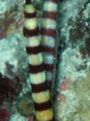 Dunckerocampus dactyliophorus