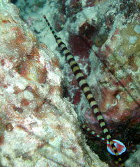 Dunckerocampus dactyliophorus