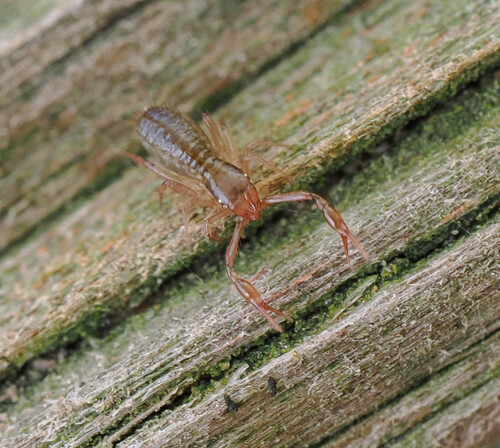 Chthonius kewi