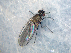 Hydrellia cochleariae