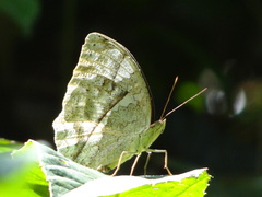 Harma theobene theobene