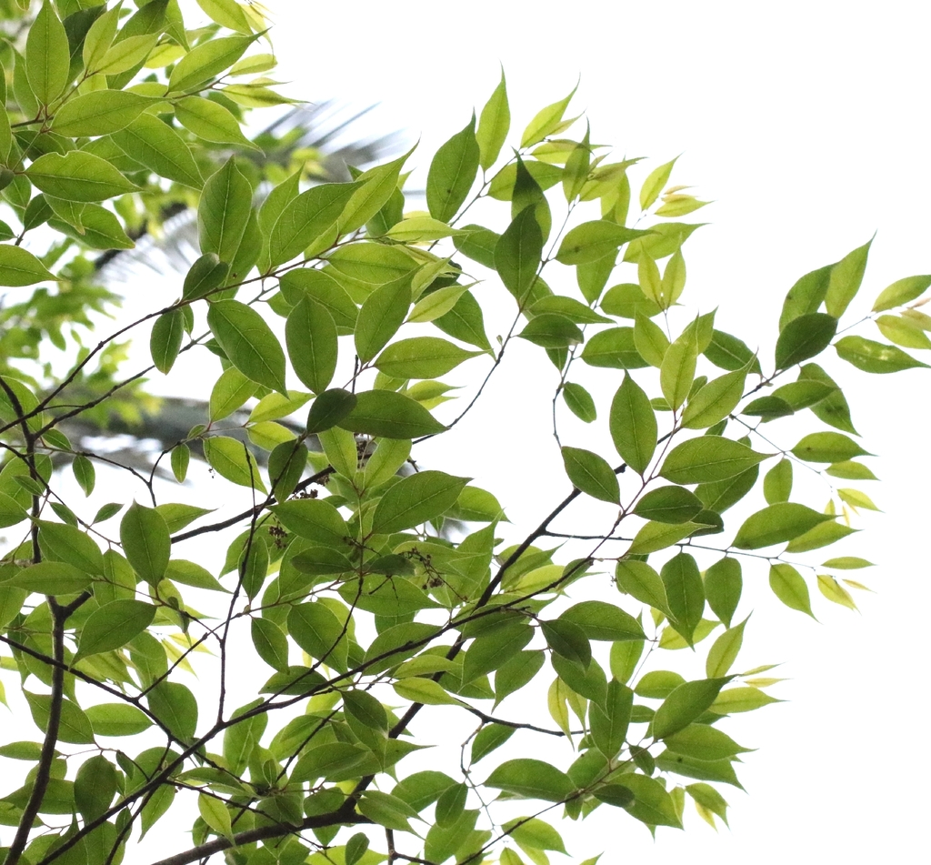 Lagerstroemia fordii; photograph author not stated, no rights reserved