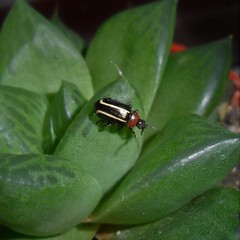 Disonycha argentinensis