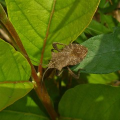 Camptischium
