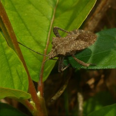 Camptischium