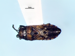 Phlegyas abbreviatus