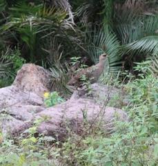 Pternistis ochropectus