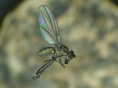 Hydrellia cochleariae