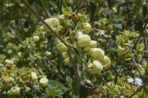 Calceolaria sericea