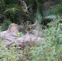 Pternistis ochropectus