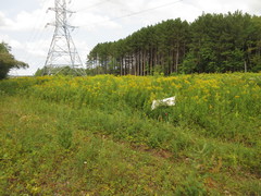 Phlegyas abbreviatus