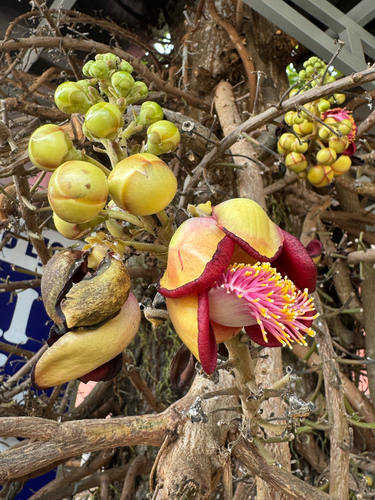 Cannonball Tree