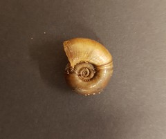 Planorbarius corneus