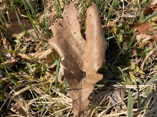Daimyo Oak