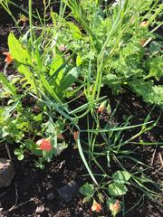 Lathyrus hierosolymitanus