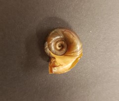 Planorbarius corneus