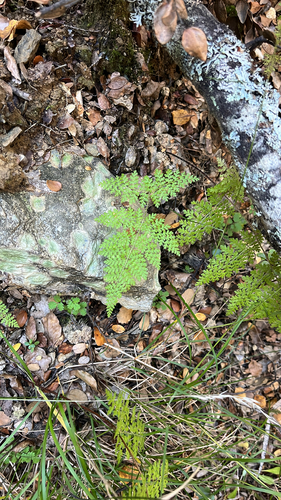 Hypolepis millefolium observed 2026-04-26