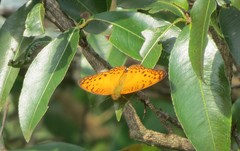 Phalanta
