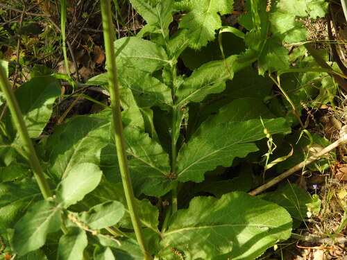 Magydaris panacifolia