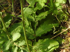 Magydaris panacifolia