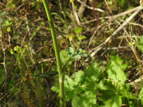Magydaris panacifolia, photograph 1