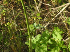 Magydaris panacifolia, photograph (c) Duarte Frade, some rights reserved (CC BY)