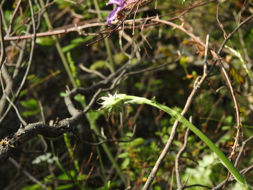 Magydaris panacifolia, photograph 2