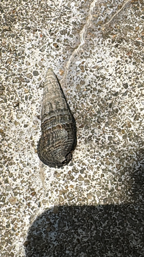 Terebralia sulcata, 2026-04-26