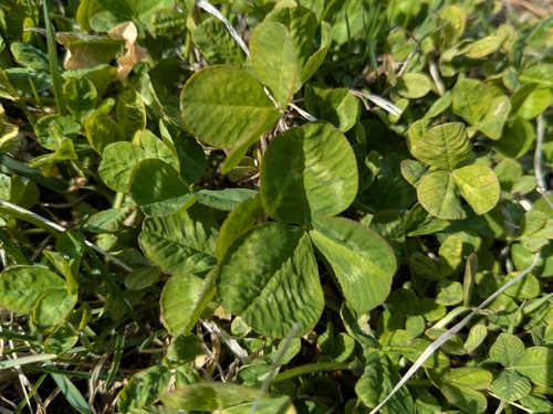 white clover