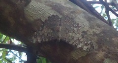 Hamadryas