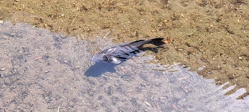 Cyprinus carpio