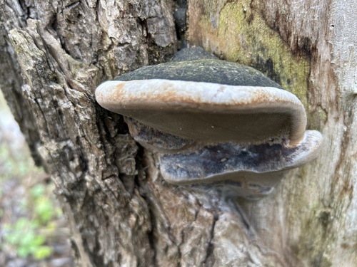 Наблюдение на iNaturalist