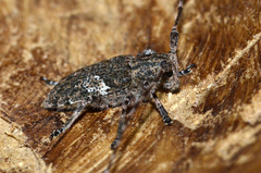 Mesosa nebulosa