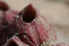 Megabalanus