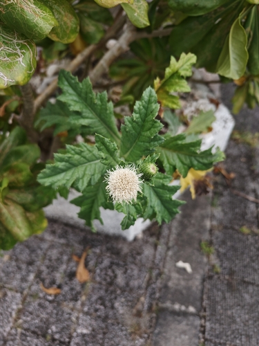Cirsium boninense iNat (1)