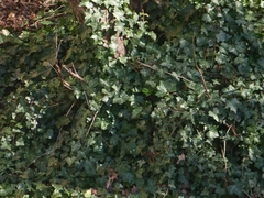 Hedera helix