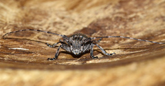 Mesosa nebulosa