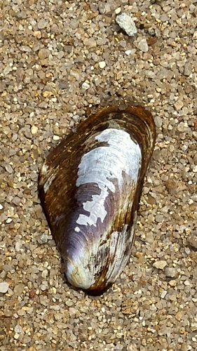 Modiolus philippinarum, 2026-04-26