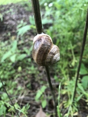 Otala lactea
