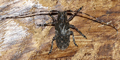 Mesosa nebulosa