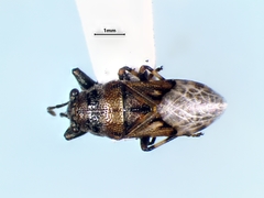 Phlegyas abbreviatus