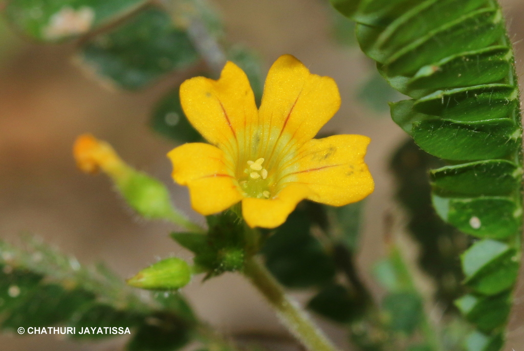 Biophytum intermedium