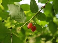 Lonicera gracilipes, photograph (c) WATANABE Hitoshi 渡辺仁, some rights reserved (CC BY)