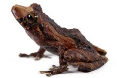 White-Striped Robber Frog photo 3