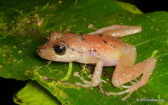 White-Striped Robber Frog photo 4