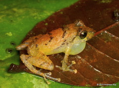 White-Striped Robber Frog photo 2